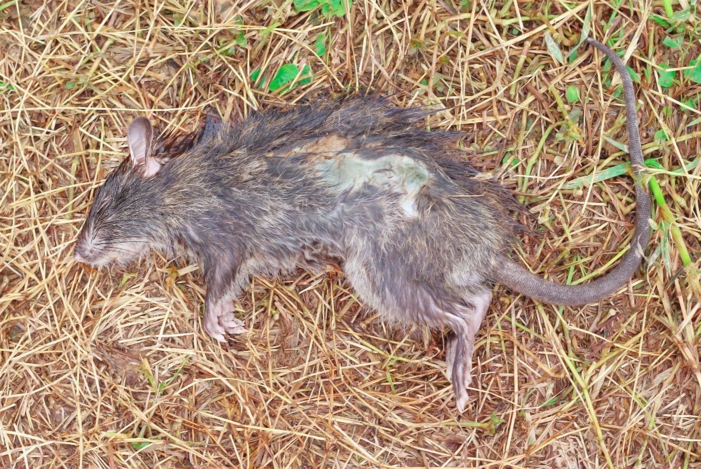 Dead mouse carcass removal and sanitation service Melbourne