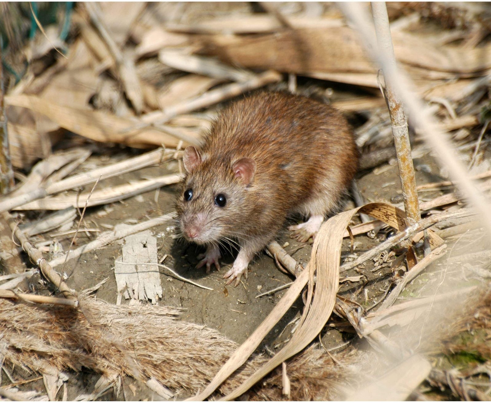 Close-up of a Norway rat — the most common rat species found in Melbourne homes and businesses