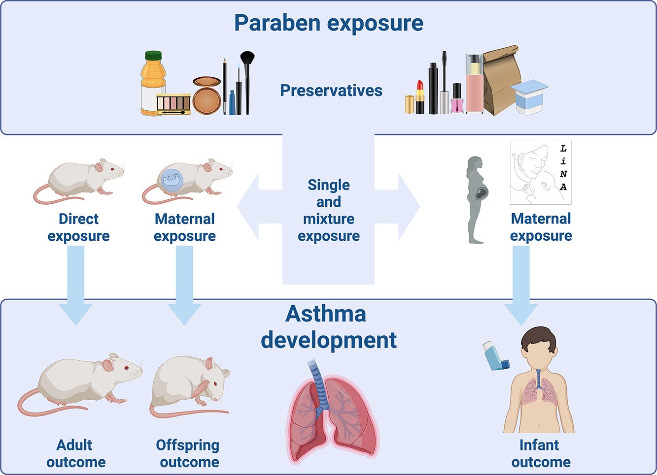 Asthma attacks triggered by mouse allergens in Melbourne homes
