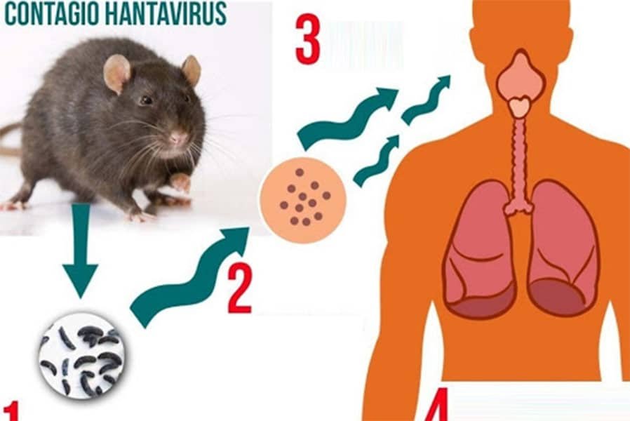 Hantavirus disease risk from mouse droppings and urine