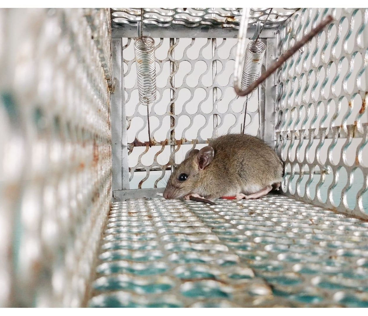 House mouse close-up — Mus musculus — the most common mouse species found in Melbourne homes