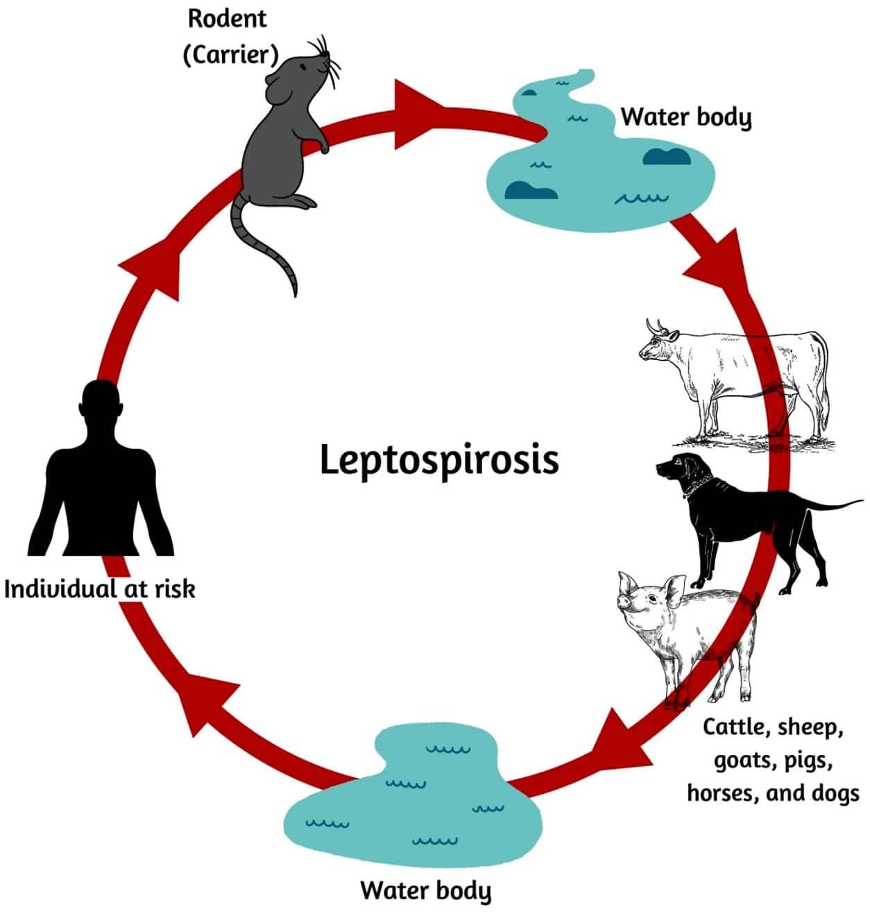 Leptospirosis risk from mouse urine contamination