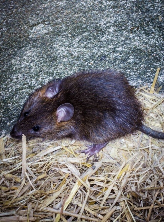 Roof rat (black rat) — Rattus rattus — common in Melbourne roof cavities and ceiling voids