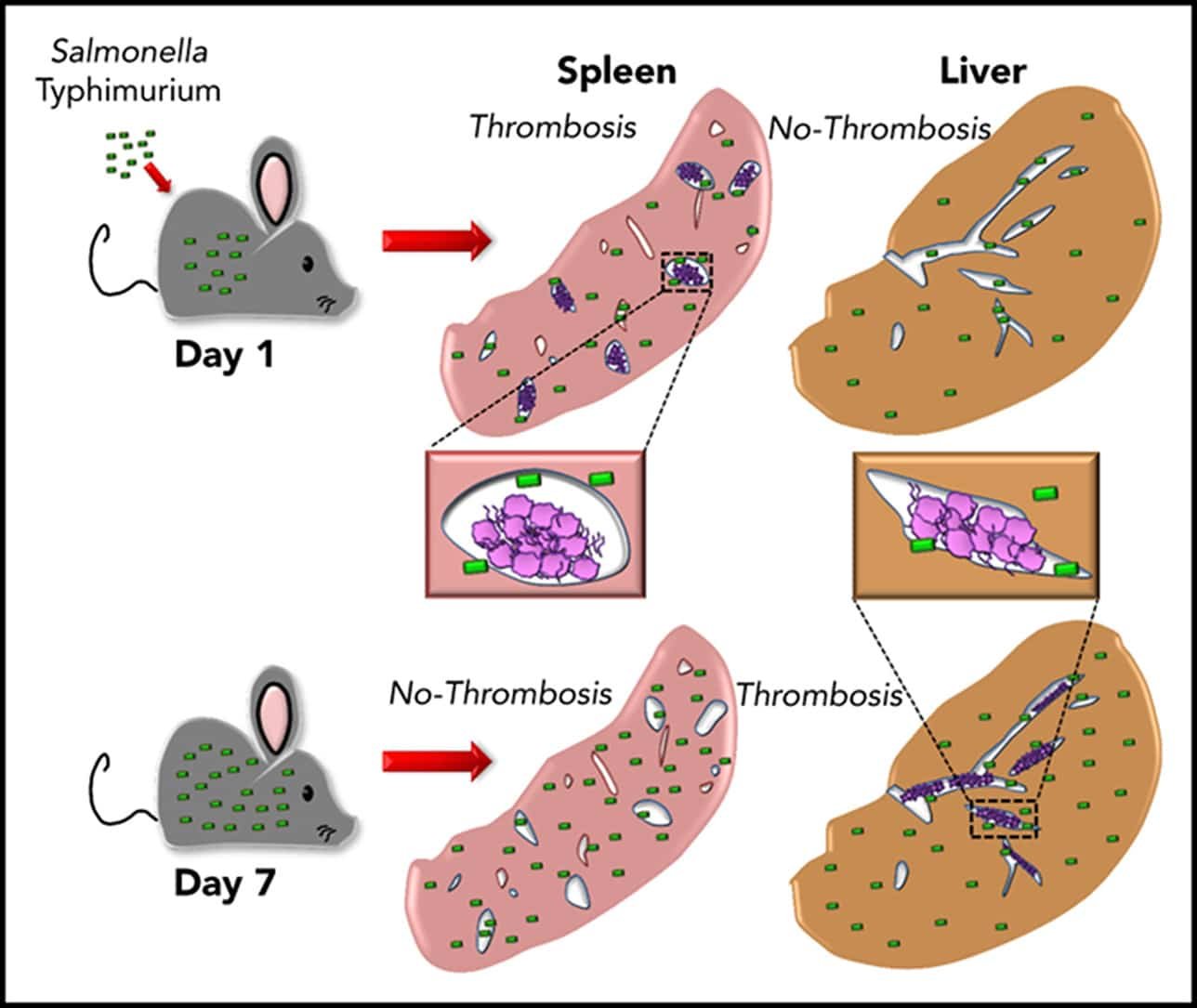 Salmonella food contamination from mice in Melbourne kitchen